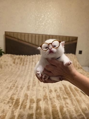 pişiylər: Britan — 6