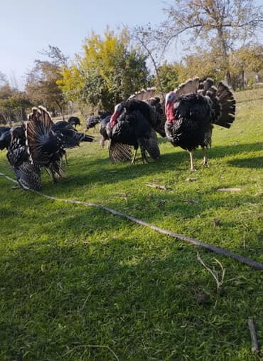 gence it satisi: Erkək, Ətlik, Pulsuz çatdırılma — 1