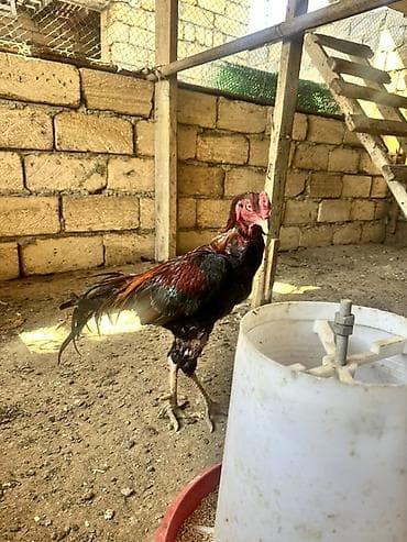 cuce ve xoruz: Salam heyratı xoruz fərsi 3balası satlır barterdə var — 1