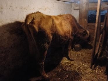 7 letir süt var 190 kilo vesi var