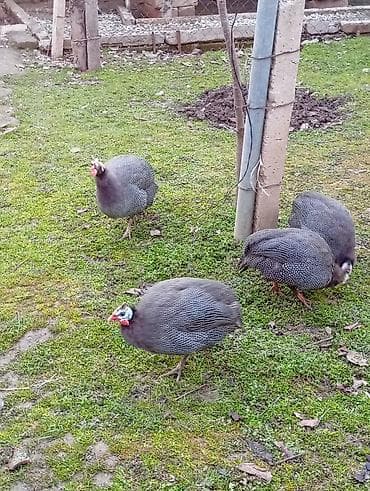 Mal-qara: Toyuq, Damazlıq — 2