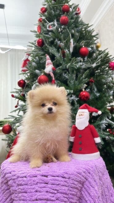 Şpitz, Erkek, Peyvəndli, Ünvandan götürmə