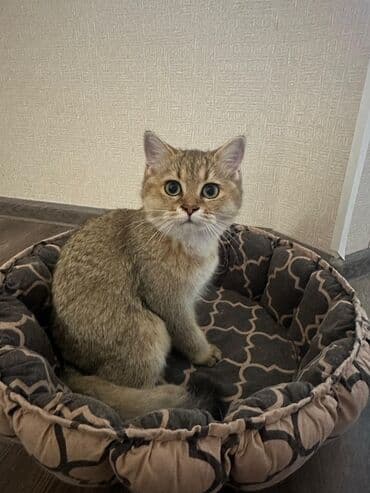 pişik tualet: Dişi, Ünvandan götürmə, Pulsuz çatdırılma, Ödənişli çatdırılma — 2