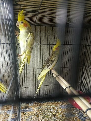 sirin itlerin satisi: Korella tutuquşu satılır qiymət 75 manat sondu ünvan yeni suraxanı 2 — 2