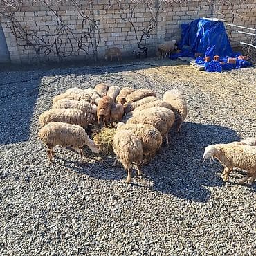 Damazliq 20 qoyun 11 denesi yani balali 8 bogaz cemi 31 dene heyvandi — 5