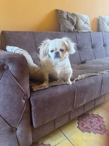 собака бу: Пекинес, 1 год, Самец, С прививками — 4