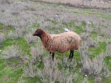 Inəklər, öküzlər: Dişi, Qala, il: 2, 75 kq, Damazlıq, Ünvandan götürmə — 2