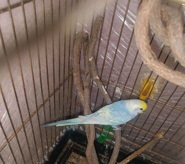 кольчатый попугай цена: Yetişkin raynbow erkek satılır cüte hazırdı qiymeyi 40 m endirim 5 m — 1