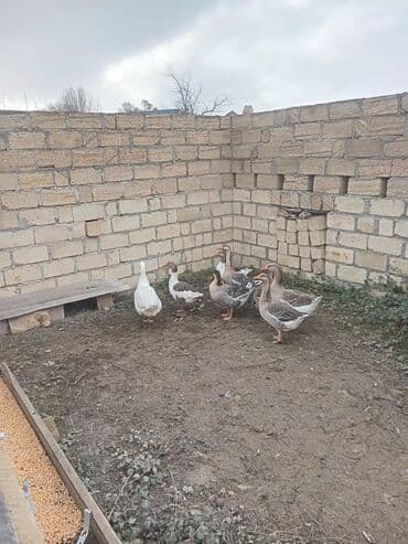 Inəklər, öküzlər: Qaz satılır — 3