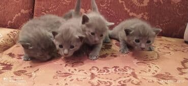 xaski it satisi: Britan, Erkək, Dişi — 5