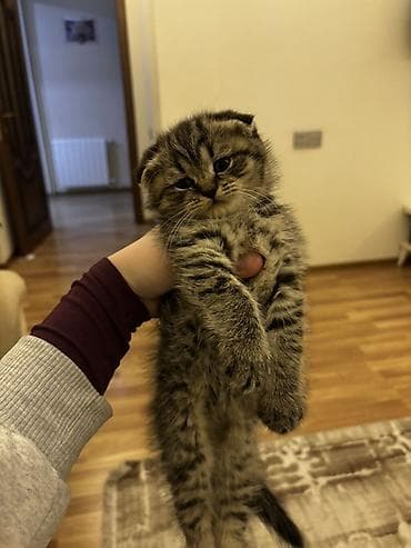 pişik ucun tualet: Şotland — 2