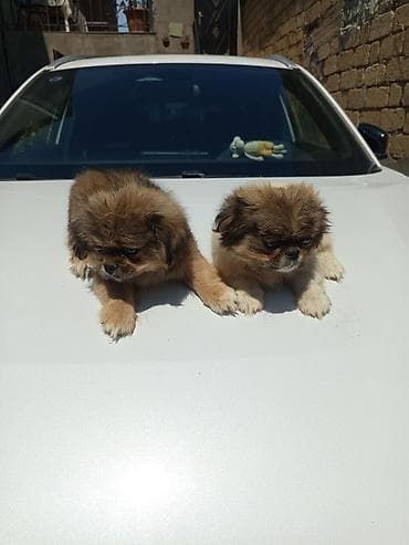 İtlər: Pekines, 2 ay, Peyvəndli, Ünvandan götürmə — 3