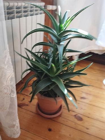 pendir mayası: Aloe vera (sukulent) – dekorativ otaq bitkisi - Növ: Aloe (aloe vera — 1