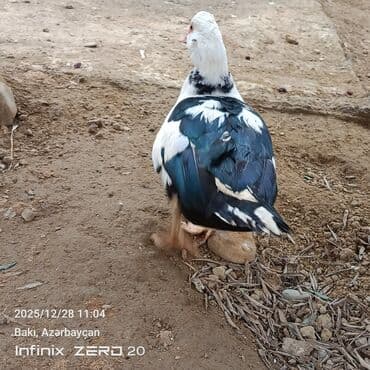 Mal-qara: Satilir təmiz heyvanlardi — 1