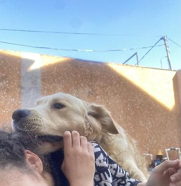 golden it qiymeti: Retriever, 2 il, Erkek, Peyvəndli, Pulsuz çatdırılma — 6