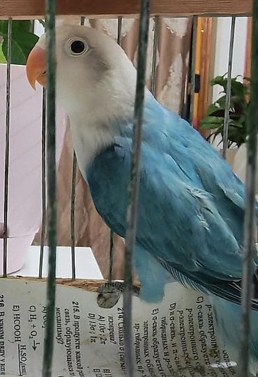 Salam Fişer satılır, 3 aylıq Türkiyədən gələn quşların balasıdı,15-