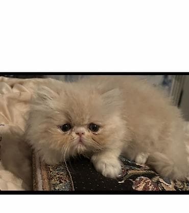 Gəmiricilər: Fars — 2