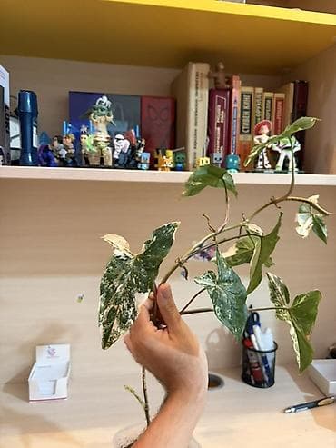 Otaq bitkiləri: Syngonium podophyllum “Albo Variegata” – variegasiyalı otaq bitkisi - — 2