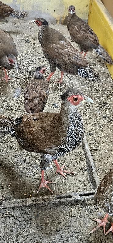 Tutuquşları: Gümişi girgovul balari satilir şəkildəkilərdi — 3