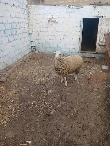 qizil baliq satisi: Qoyun – yerli cins - Şəkillərdə görülən, dolğun bədənli, ağ başlı — 2