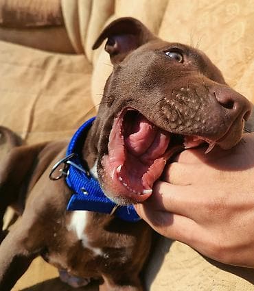 heyvan: Pitbul, 8 ay, Erkek, Ünvandan götürmə — 4