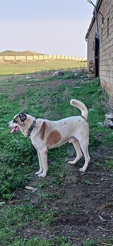 Qurdbasar, 2 il, Erkek, Peyvəndli, Ödənişli çatdırılma