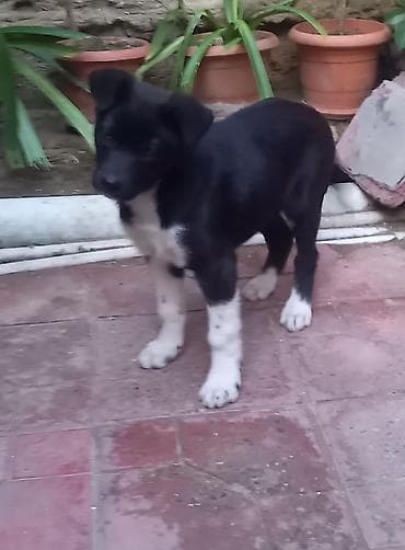 itlerin satisi 2021: Dişi — 4