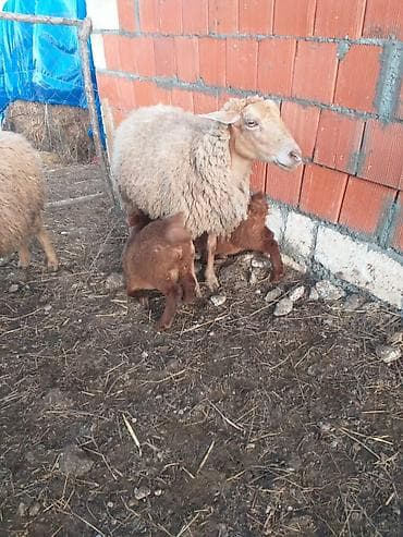 qaz qus: Məhsul: Qoyun (analıq) və quzular salam 1 ci qarna toğrul aprel axırı — 2