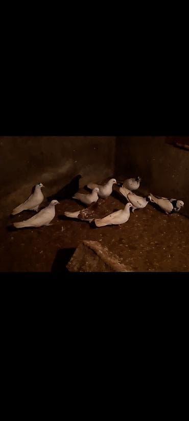 qasqaldag qusu: Məhsul: Evdə saxlanılan göyərçinlər dəsti Təsvir: - Şəkildə bir neçə — 1