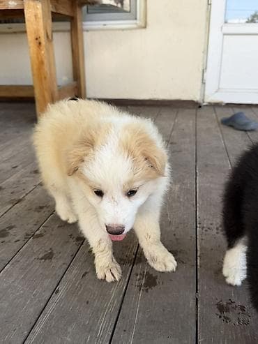 itl: Heyvanın tipi, dog Cinsi border collie 2 aylıq baladır anasının — 4