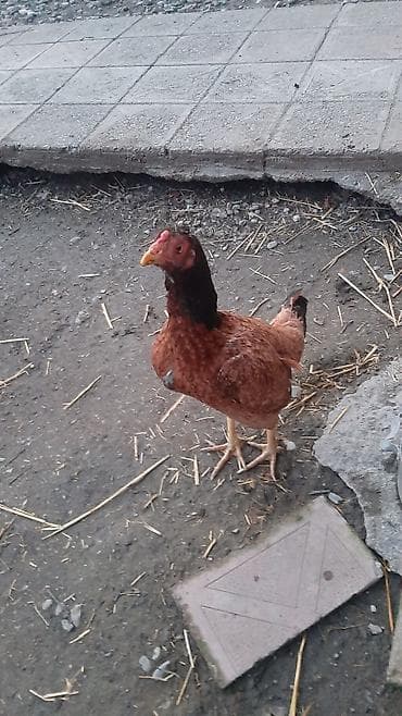 toyug fermasi: Toyuq, Yumurtalıq, Ödənişli çatdırılma — 3