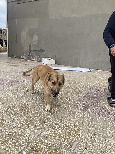 İtlər: Zvonok, 1 il, Erkek, Peyvəndli — 3