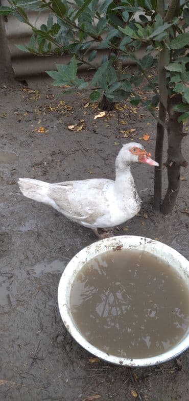 ördəy balası: Erkək, Damazlıq, Ünvandan götürmə — 3