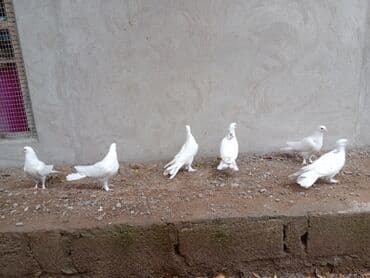 İtlər: Ağ rəngli göyərçinlər dəsti - Cins: dekorativ/ev göyərçinləri (tam ağ — 4