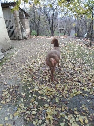 toyuq şəkilləri: Qoyun – yerli ətlik quyruqlu cins - Rəng: tünd qəhvəyi - Quyruqlu — 2