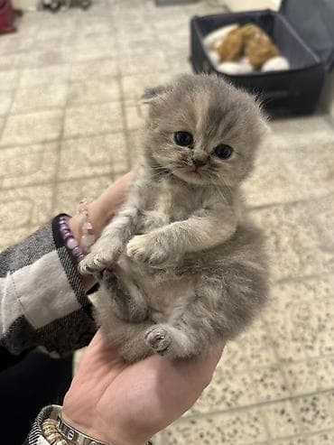 Şotland yastı qulaq, Dişi, Ünvandan götürmə