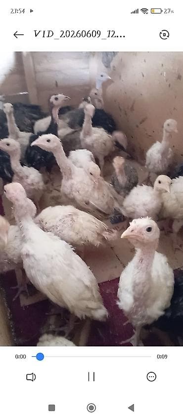 kənd cucəsi: Məhsul:3 aylıq Hinduşka balaları 38 ədəddir. - Növ: Yekə sortda olan — 2