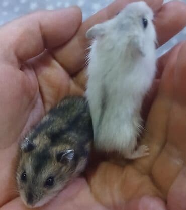 Kabrolar: Cırtdan hamsterlər – ev heyvanı 1 hamster 3Azn - Növ: cırtdan (dwarf) — 4