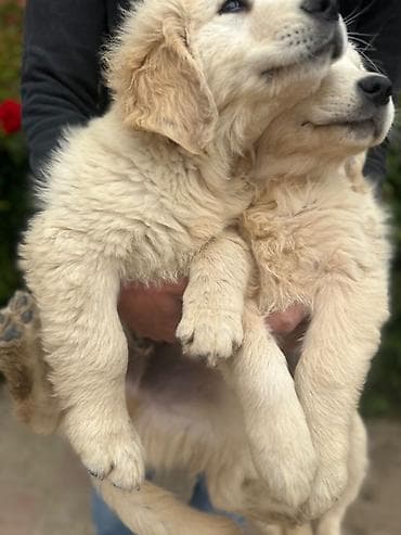 erkek: Labrador-retriver, 2 ay, Erkek, Peyvəndli — 8