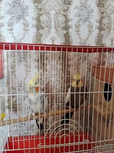 babil quşu: Saglam Cut Karella.1 Defe bala veribler kletkasiz satilir.Qiymet — 5