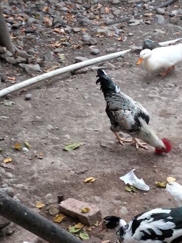 клетки для бойцовых петухов: Məhsul: Xoruz Təsvir: - İri bədənli, güclü quruluşlu kənd xoruzu - — 5