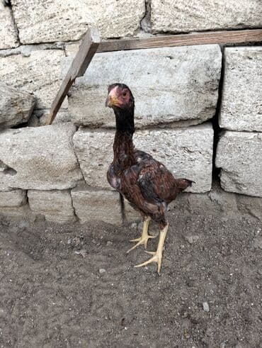 ordek balasi nece gune cixir: Toyuq cücələri, Damazlıq — 4