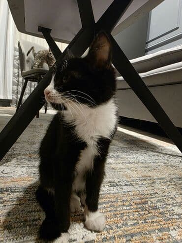 pişik cütləşdirmək: Erkək, Yaxşı əllərə, Ünvandan götürmə — 4