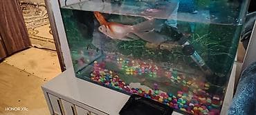 Аквариумы: 6 baliq hersey daxil — 2