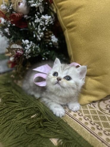 шотландские вислоухие коты: Шотладская вислоухая, Самка, В добрые руки, Самовывоз — 3