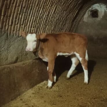 pitbull iti satilir: Satışda: qırmızı-ağ rəngdə, alnı və burnu ağ olan dana — 3