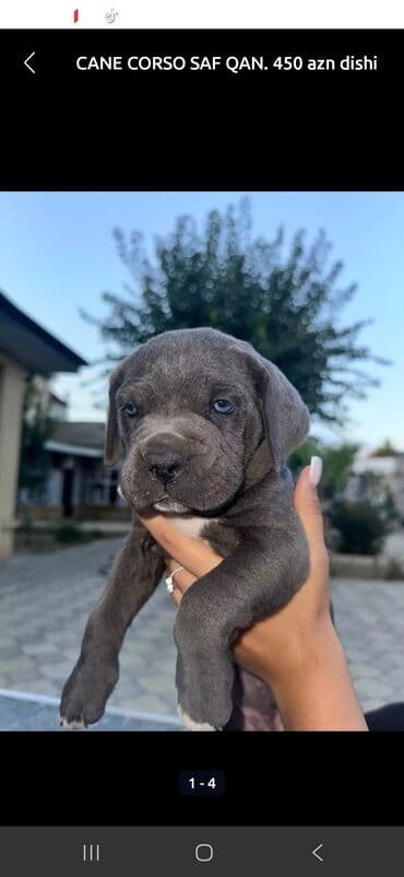 Kane-Korso, 2 ay, Ünvandan götürmə