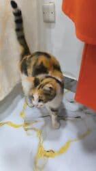 pişik qəfəsi: Dişi, Yaxşı əllərə — 4