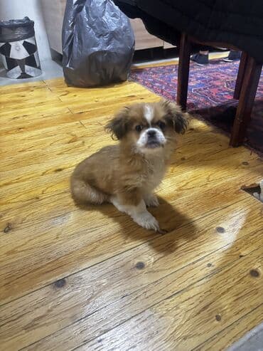 пудель в добрые руки: Пекинес, 3 месяца, Самец, С прививками, Самовывоз — 5