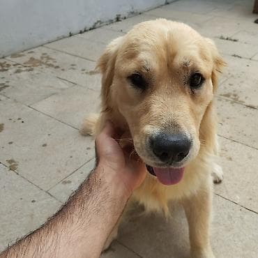 ev heyvanları: Retriever, Erkek, Peyvəndli, Ünvandan götürmə — 5